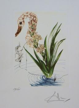 Salvador DALI - 