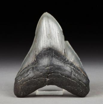 Dent de carcharodon megalodon, Miocène moyen, 14 millions d’années 2