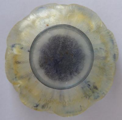 Gabriel ARGY-ROUSSEAU - Fleur épanouie, Coupelle en pâte de verre, Nancy 1924 2
