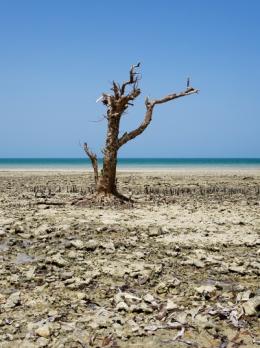 Pierre LESAGE - Still alive, Zanzibar, Photographie 2