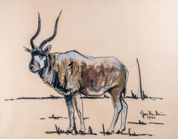 Jean POULAIN - Antilope Kobo, 1940 - Aquarelle signée 2