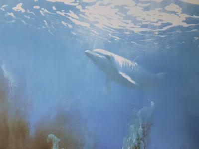 Roland CAT : Fond marin au dauphin - Lithographie originale signée 2