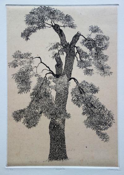 Jacques HOUPLAIN : L’Acacia - Gravure originale signée 2