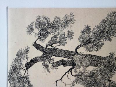 Jacques HOUPLAIN : L’Acacia - Gravure originale signée 2