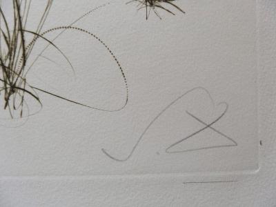 Salvador DALI : Frère Orgin, l’hermite - Gravure originale Signée 2