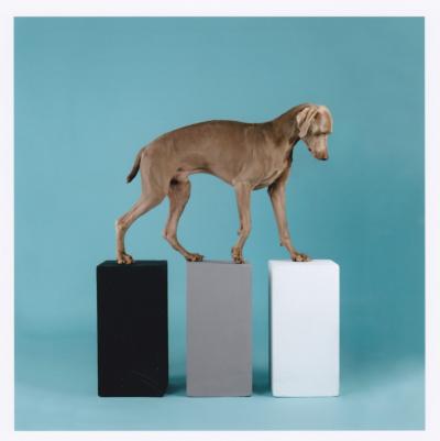 William WEGMAN - Dog with three cubes,  2016 - Tirage numérique signé 2