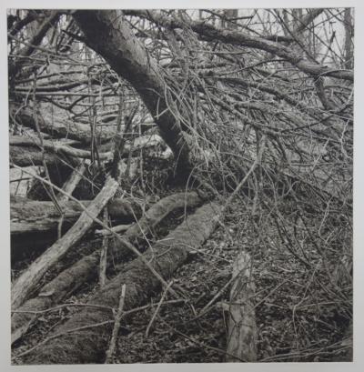Philippe MARTIN - La forêt, photogravure originale signée 2