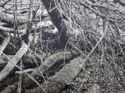 Philippe MARTIN - La forêt, photogravure originale signée 2