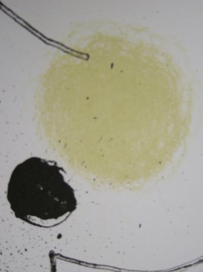 Joan MIRO - Bouquet de rêves pour Leïla, 1964 - Original lithograph 2