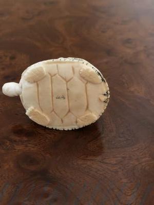 Netsuke tortue signé en ivoire 2
