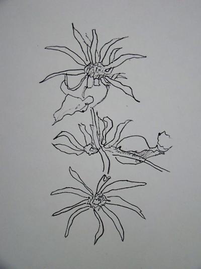 Georges BRAQUE - Le Tournesol, 1955 - Lithographie originale 2