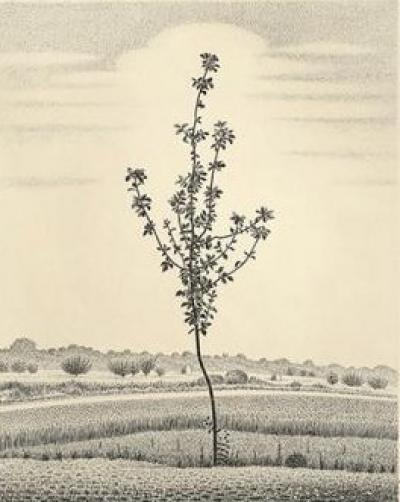 Kiyoshi HASEGAWA  - Jeune arbre, 1963  - Gravure originale signée au crayon 2