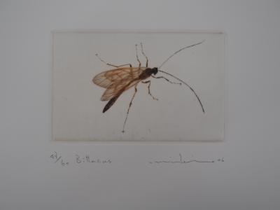 Mikio WATANABE : Bittacus, Gravure originale signée, 2006 2