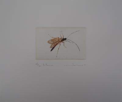 Mikio WATANABE : Bittacus, Gravure originale signée, 2006 2