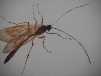 Mikio WATANABE : Bittacus, Gravure originale signée, 2006 2