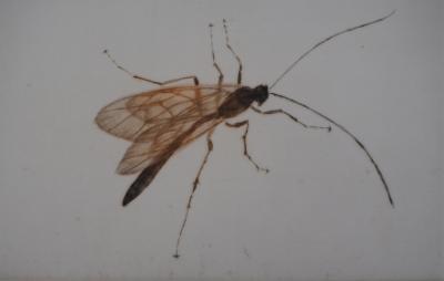 Mikio WATANABE : Bittacus, Gravure originale signée, 2006 2