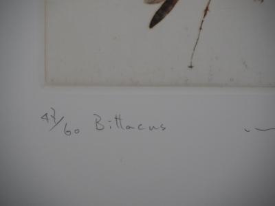 Mikio WATANABE : Bittacus, Gravure originale signée, 2006 2