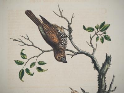 George EDWARDS : Oiseau et scarabée, 1741 - Gravure original signée 2