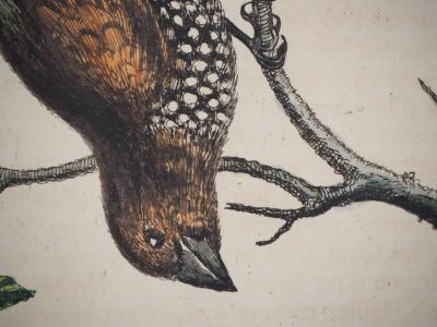 George EDWARDS : Oiseau et scarabée, 1741 - Gravure original signée 2