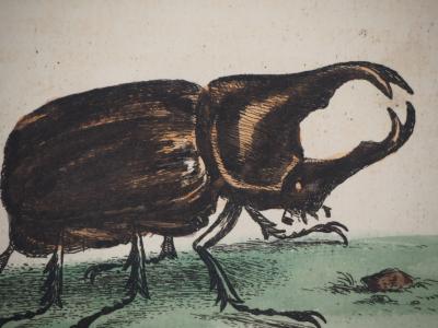 George EDWARDS : Oiseau et scarabée, 1741 - Gravure original signée 2