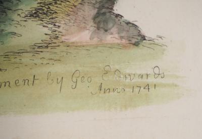 George EDWARDS : Oiseau et scarabée, 1741 - Gravure original signée 2