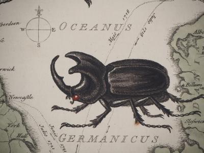 George EDWARDS : Les animaux du voyage - Gravure original signée 2