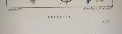 Junior LAMBERT : Peuplier - Gravure original signée 2