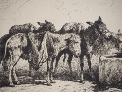 Felix BRISSOT DE WARWILLE : Baudets espagnols - Eau forte Originale signée 2