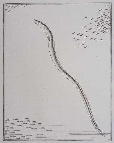 Jean Émile LABOUREUR - Le congre, 1935 - Gravure Originale Signée