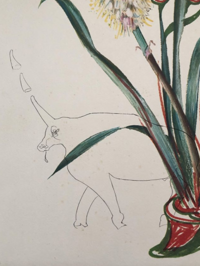 Salvador DALI - Kniphofia aphrodisiaca - Gravure originale signée au crayon - 1972 - Fleurs surréalistes 2