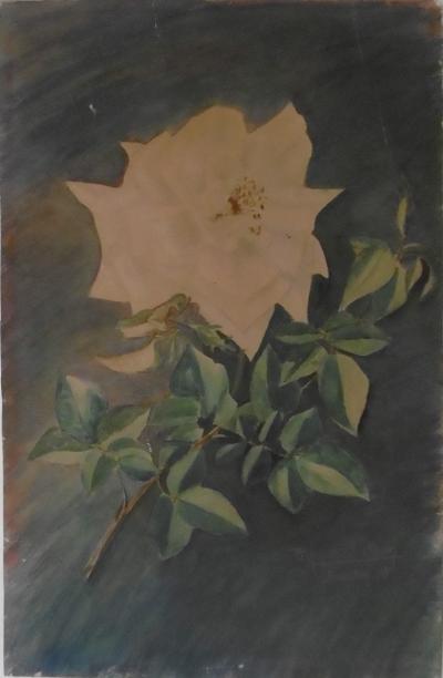 Alexandre RIGOTARD et Marcel SAVIN - Etude de rose, 1923 - Aquarelle signée 2