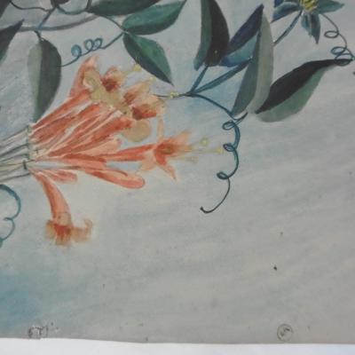 Marcelle RIGOTARD SAVIN - Étude de Fleur Exotique, 1923, Aquarelle signée 2