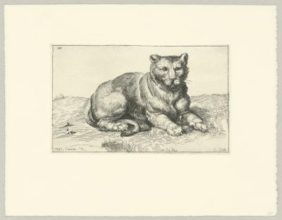 Anne Claude Philippe de Tubières, Comte de Caylus  - Un tigre - Eau-forte 2