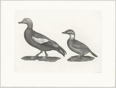 Louis Bouquet - Le canard casarca et canard à tête blanche - Eau-forte et burin 2