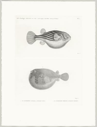 Louis Bouquet  - Le tétrodon fahaka (tetrodon physa)  - Eau-forte et burin 2