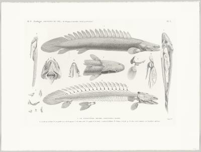 Louis Bouquet  - Le polyptère bichir (polypterus bicher) - Eau-forte et burin 2