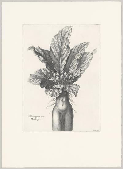 Abraham Bosse - Mandragora mas. Mandragore - Eau-forte et burin. 2