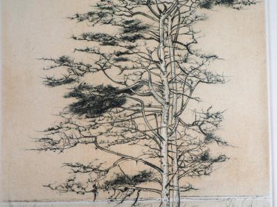 Bernard LOUEDIN : Le pin sylvestre - Gravure Originale Signée 2