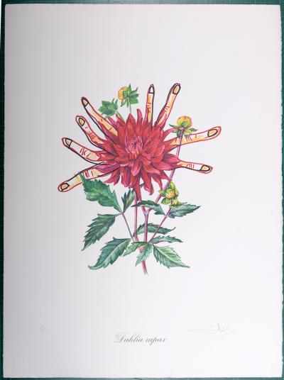 Salvador DALI - Dahlia Rapax, 1972 - Lithographie originale signée au crayon 2