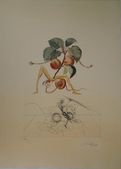 Salvador Dali : Flordali, L’abricot chevalier - Gravure originale signée 2