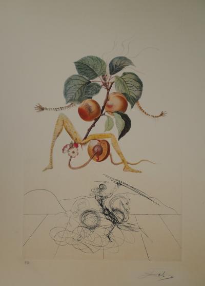 Salvador Dali : Flordali, L’abricot chevalier - Gravure originale signée 2