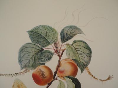 Salvador Dali : Flordali, L’abricot chevalier - Gravure originale signée 2