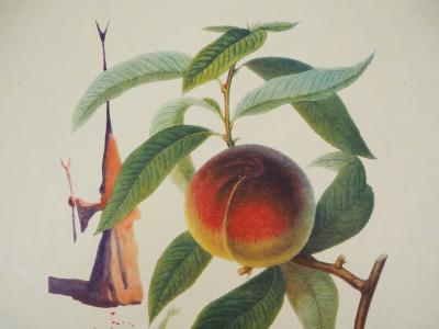 Salvador Dali : Flordali, Pécher Pénitent - Gravure originale signée 2