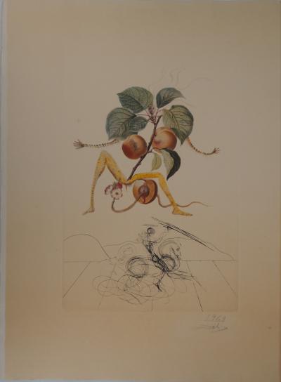 Salvador DALI : Flordali, L’abricot chevalier - Gravure originale signée 2