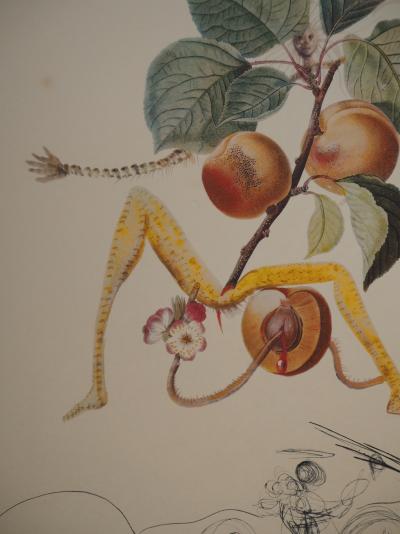Salvador DALI : Flordali, L’abricot chevalier - Gravure originale signée 2