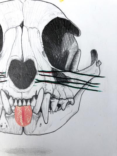 Mateo ANDREA - Felis Catus, 2020 - Dessin 2