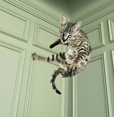 Mr Strange - Saute Lily II, 2019 - Sérigraphie signée au crayon 2