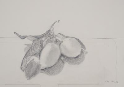 Lily MASSON : Olives, 1983  - Dessin au crayon original signé 2