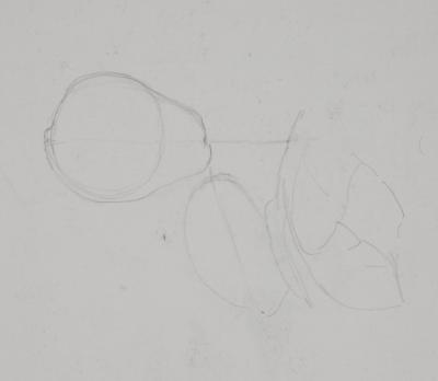 Lily MASSON : Bouquet de roses, c. 1966  - Dessin au crayon original signé 2