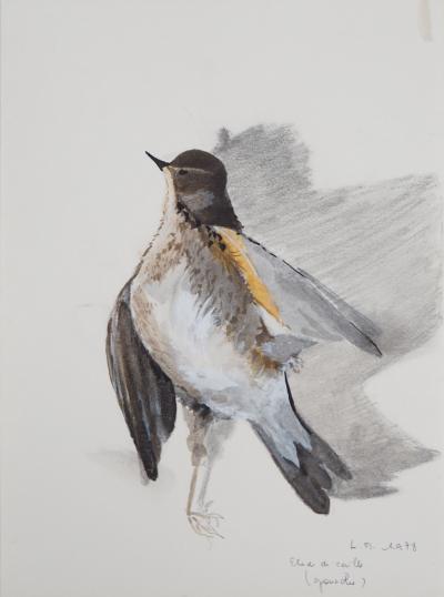 Lily MASSON : Etude de caille, 1978  - Gouache sur traits de crayon originale signée 2